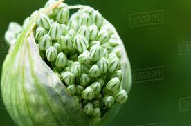 Attēlu rezultāti vaicājumam “Allium cepa bud”