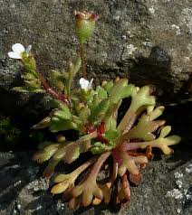 Attēlu rezultāti vaicājumam “Saxifraga tridactylites”