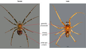 Attēlu rezultāti vaicājumam “Steatoda grossa”