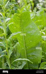 Attēlu rezultāti vaicājumam “Armoracia rusticana leaf”