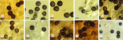 Attēlu rezultāti vaicājumam “Bondarzewia mesenterica”