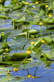 Attēlu rezultāti vaicājumam “Nuphar lutea fruit”