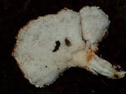 Attēlu rezultāti vaicājumam “Postia”