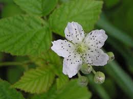 Attēlu rezultāti vaicājumam “Rubus caesius flower”