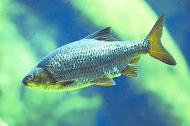 Attēlu rezultāti vaicājumam “Rutilus rutilus”