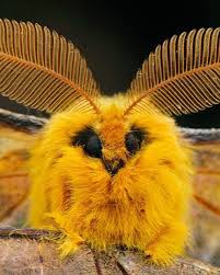 Attēlu rezultāti vaicājumam “Rhabdoweisia fugax”