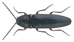 Attēlu rezultāti vaicājumam “Melanotus sp.”