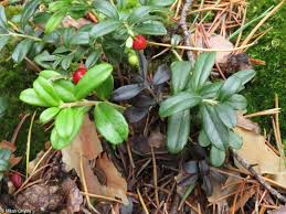 Attēlu rezultāti vaicājumam “Vaccinium vitis-idaea fruit”