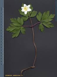 Attēlu rezultāti vaicājumam “Anemone nemorosa leaf”