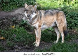 Attēlu rezultāti vaicājumam “Canis lupus”