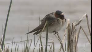 Image result for Petrochelidon pyrrhonota