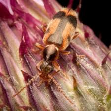 Attēlu rezultāti vaicājumam “Notoxus monoceros”