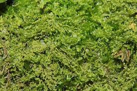 Attēlu rezultāti vaicājumam “Lophocolea minor”