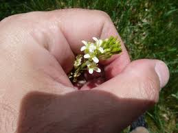 Attēlu rezultāti vaicājumam “Arabis glabra”