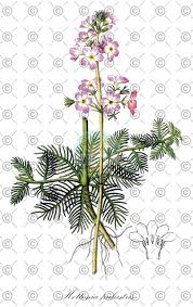 Attēlu rezultāti vaicājumam “Hottonia palustris fruit”