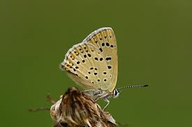 Attēlu rezultāti vaicājumam “Lycaena tityrus underside”