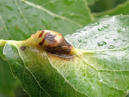 Attēlu rezultāti vaicājumam “Contarinia petioli”