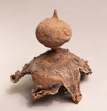 Attēlu rezultāti vaicājumam “Geastrum”