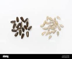 Attēlu rezultāti vaicājumam “Helianthus annuus fruit”