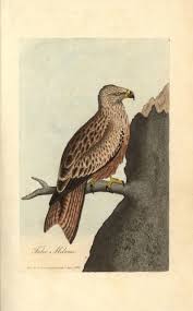 Image result for Milvus milvus