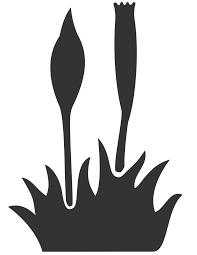 Attēlu rezultāti vaicājumam “Acaulon muticum”