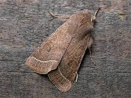 Attēlu rezultāti vaicājumam “Orthosia cerasi”