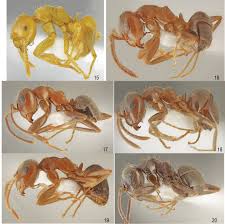 Attēlu rezultāti vaicājumam “Thecabius affinis imago”