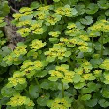 Attēlu rezultāti vaicājumam “Chrysosplenium alternifolium flower”