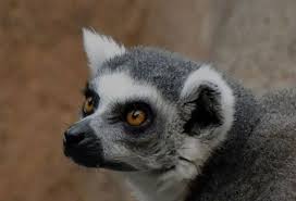 Attēlu rezultāti vaicājumam “Primates”