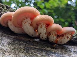 Attēlu rezultāti vaicājumam “Rhodotus palmatus”