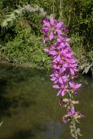 Attēlu rezultāti vaicājumam “Lythrum salicaria flower”
