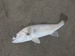 Image result for Argyrosomus coronus