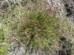 Attēlu rezultāti vaicājumam “Juncus bulbosus leaf”