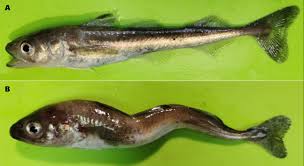 Image result for Boreogadus saida