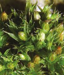 Attēlu rezultāti vaicājumam “Orthotrichum diaphanum”