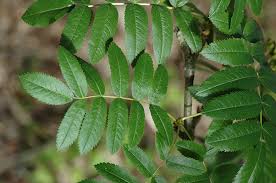 Attēlu rezultāti vaicājumam “Saussurea esthonica leaf”