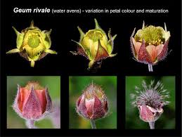 Attēlu rezultāti vaicājumam “Galium rivale fruit”