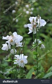 Image result for Meconopsis betonicifolia alba