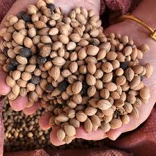 Attēlu rezultāti vaicājumam “Cerasus fruit”