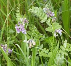 Attēlu rezultāti vaicājumam “Vicia sepium”