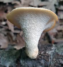 Attēlu rezultāti vaicājumam “Polyporus tubaeformis”