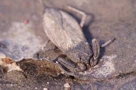 Attēlu rezultāti vaicājumam “Nepa cinerea imago”