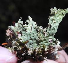 Attēlu rezultāti vaicājumam “Cribraria oregana stalked”