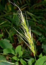 Attēlu rezultāti vaicājumam “Hordelymus europaeus”