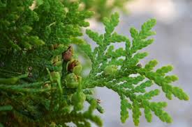 Attēlu rezultāti vaicājumam “Thuja occidentalis leaf”