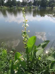 Attēlu rezultāti vaicājumam “Alismataceae”