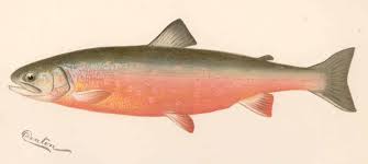 Image result for Salvelinus alpinus oquassa