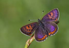 Attēlu rezultāti vaicājumam “Lycaeniinae”