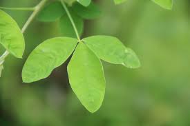 Attēlu rezultāti vaicājumam “Laburnum anagyroides leaf”