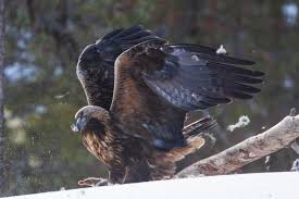 Attēlu rezultāti vaicājumam “Aquila chrysaetos adult”